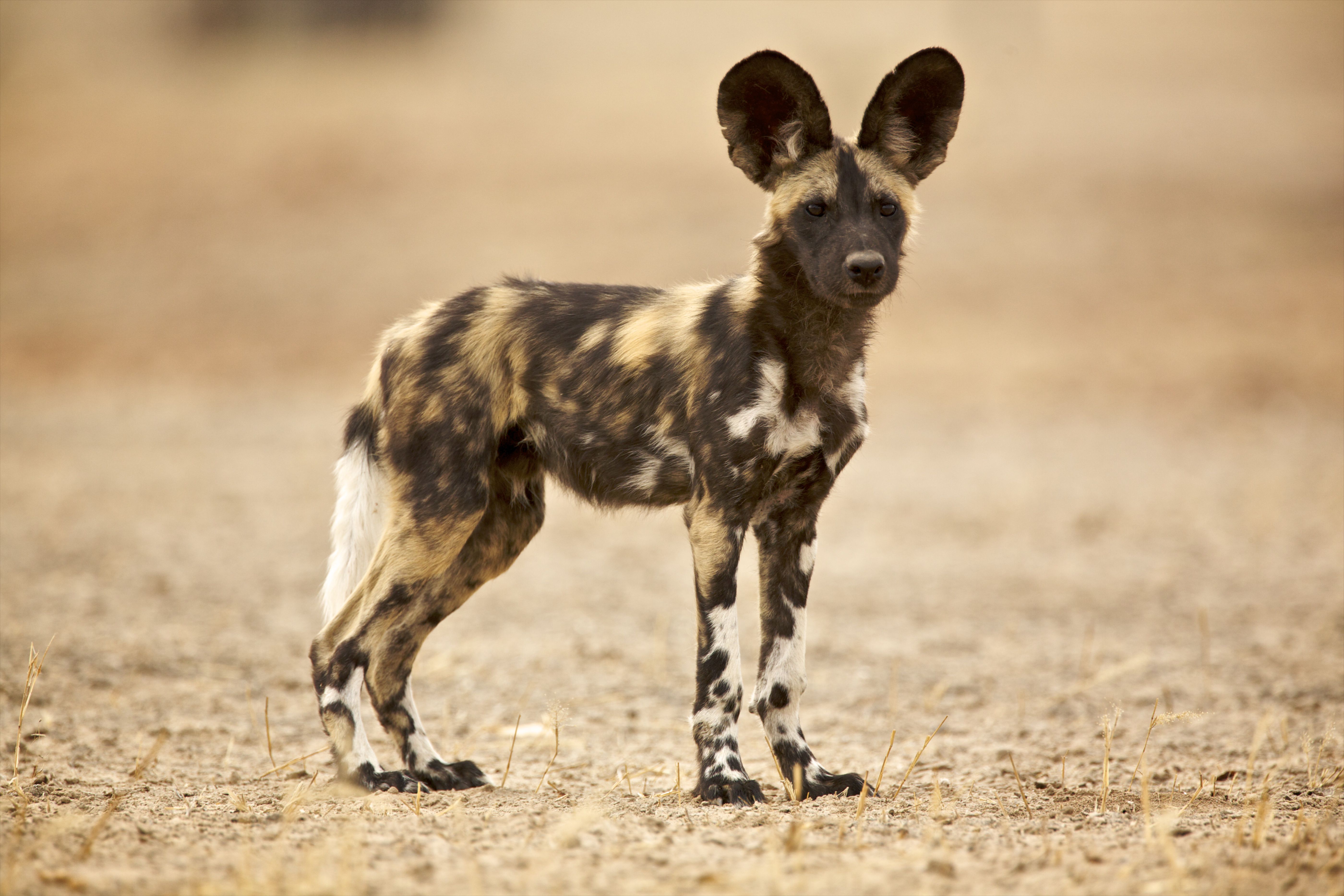 African wild dog (Lycaon pictus)